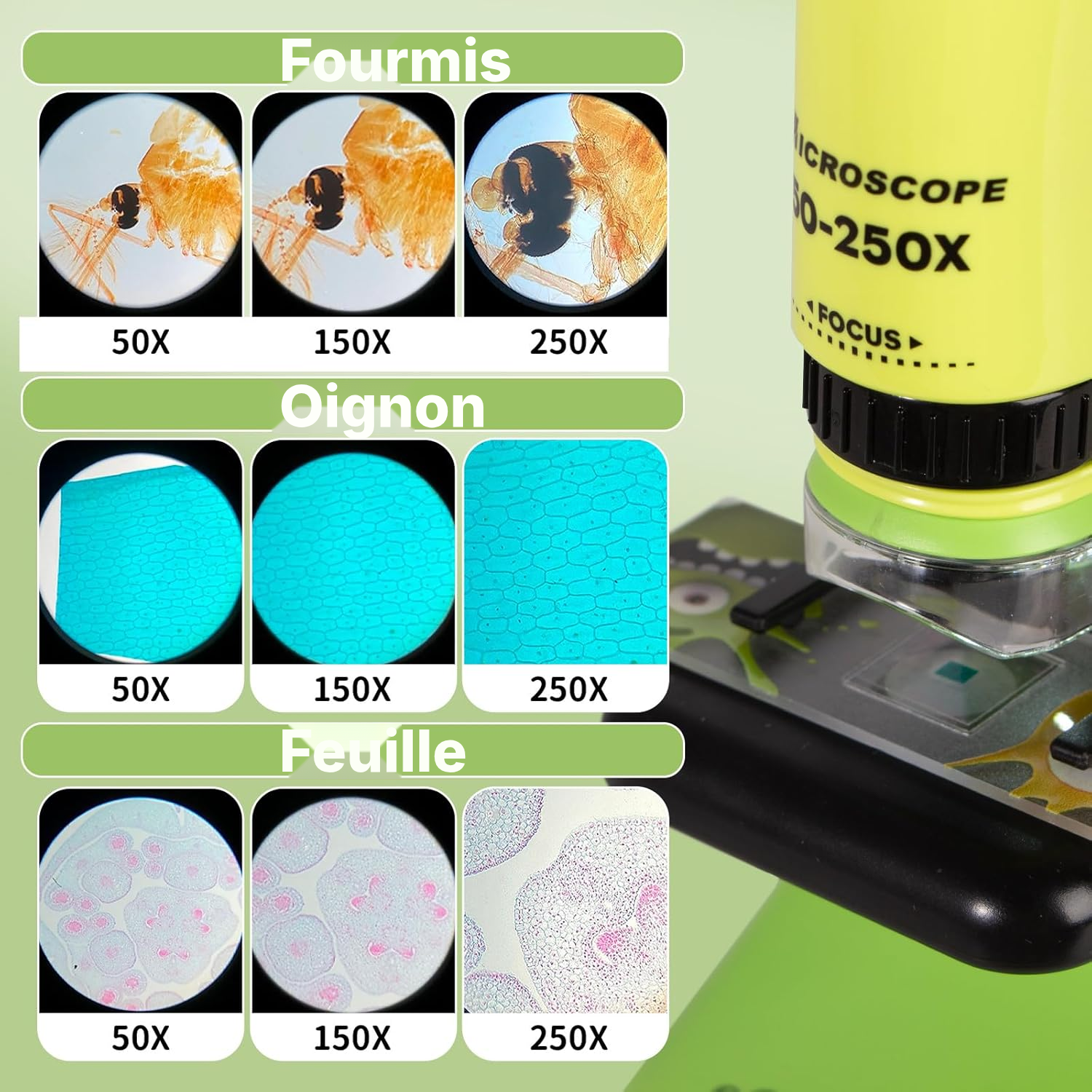 Microscope enfant 50-250x compact 23 cm — 4